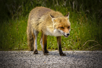 Fox Looking for Food