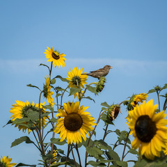 small bird on sunflowers in San Fran Cisco