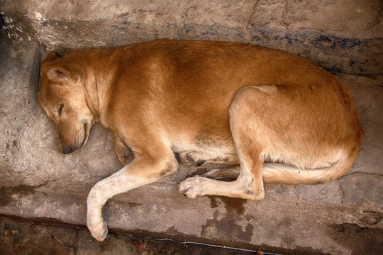 poor homeless skinny lorn dog on streets of city.