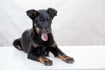 Dog puppy black color with fawn eyebrows