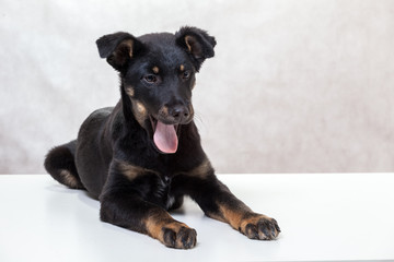 cute puppy on white background