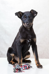 cute puppy on white background