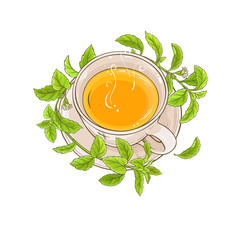stevia tea illustration