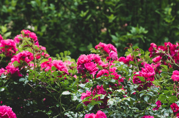pink damask rose bush flowering plant backdrop