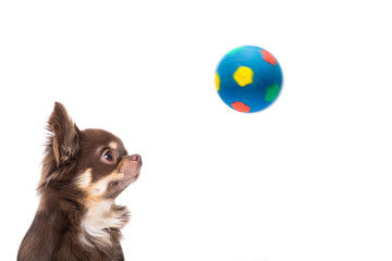 chihuahua soccer dog