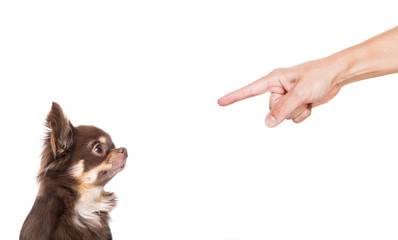 dog punished by owner