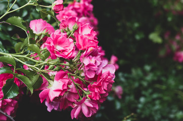 pink damask rose bush flowering plant backdrop