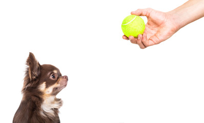 dog and owner with tennis ball