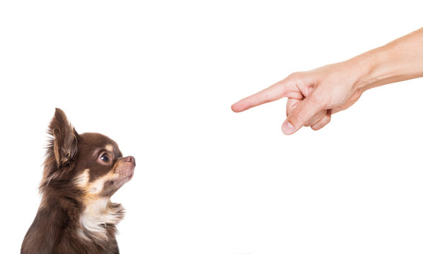 dog punished by owner
