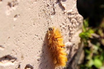 Orange woolly Caterpillar crawling on a stone
