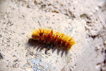 Orange woolly Caterpillar crawling on a stone