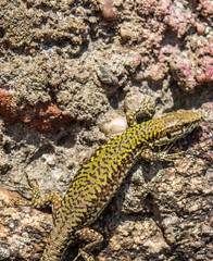 Eidechse an einer Wand