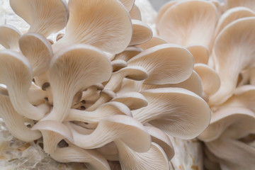 Oyster mushrooms