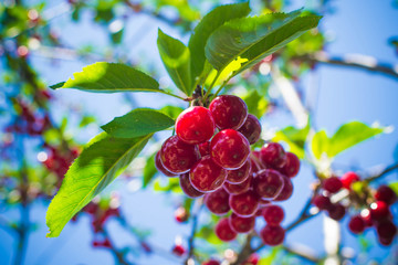 Sweet cherry