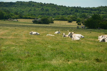 Ungarische Graurinder auf der Weide