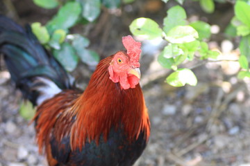 Beautiful orange chicken, beautiful feather, Thai ethnic work

