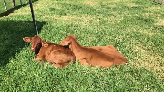 Two brown calves lie in pasture, slow motion