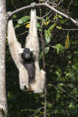 Siem reap Cambodia, female pileated gibbon swinging on a tree branch