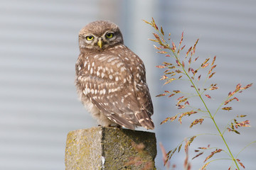 Portrait of funny cute Little owl Athene noctua