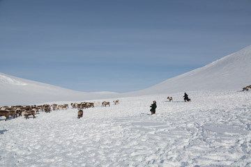 Nenets reindeer mans catches reindeers on a sunny winter day