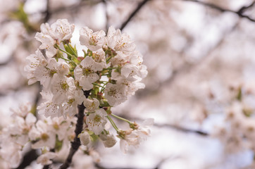 cherry trees in bloom floral backdrops