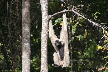 Naklejka premium Siem reap Cambodia, female pileated gibbon swinging on a tree branch
