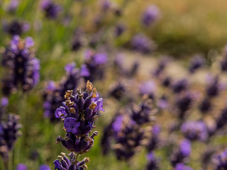 Schöner blauer/lilaner Lavendel ragt in die Luft