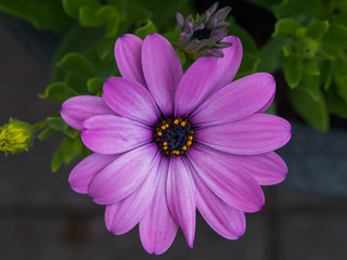 Fototapeta premium Makroaufnahme eines leuchtenden Kabkörpchens im Sonnenlicht