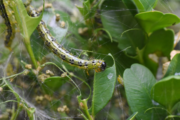 Cydalima perspectalis caterpillar as a pest eating buxus leaves. Box tree moth make damage in garden
