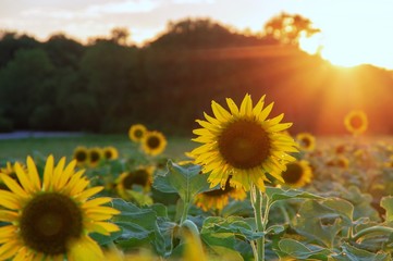 Isolated sunflowers in field with sunset and treeline in background