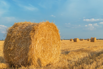 field with straw bales after harvest with cloudy sky in sunset time on background