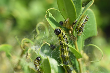 Cydalima perspectalis caterpillar as a pest eating buxus leaves. Box tree moth make damage in garden
