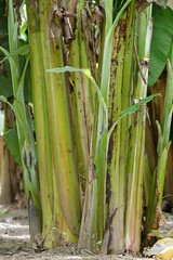 Fototapeta premium Group of a banana tree in garden in thailand.