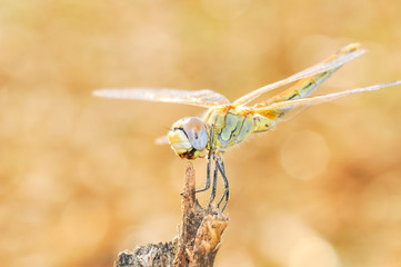 Macro shots, Beautiful nature scene dragonfly. Showing of eyes and wings detail. Dragonfly in the nature habitat 