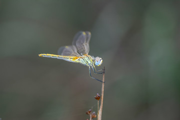 Macro shots, Beautiful nature scene dragonfly. Showing of eyes and wings detail. Dragonfly in the nature habitat 