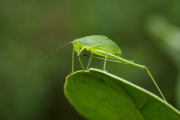 Image of family Tettigoniidae(Mirollia hexapinna) are commonly called katydids or bush-crickets on green leaves. Insect. Animal
