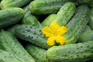 Green homemade cucumbers. Vegetables, organic food. - 214208583