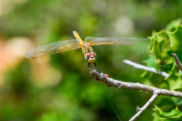 Macro shots, Beautiful nature scene dragonfly. Showing of eyes and wings detail. Dragonfly in the nature habitat 