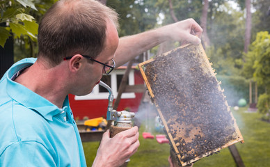 Ein Imker bläst mit einer Imkerpfeife Rauch auf eine Wabe mit Bienen