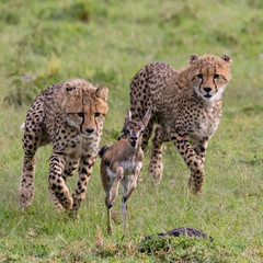 Young cheetah chasing and capturing a baby gazelle, Kenya, June 2018Young cheetah chasing a baby gazelle, Kenya, June 2018