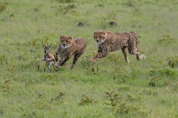 Young cheetah chasing a baby gazelle, Kenya, June 2018