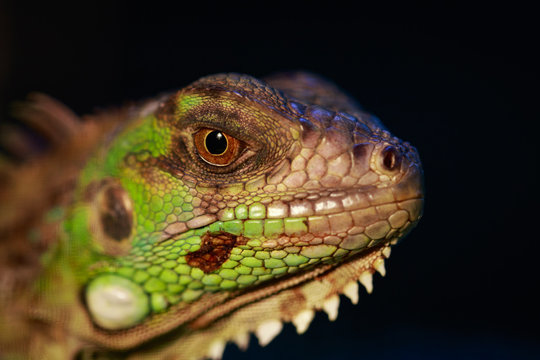Image of an iguana head on nature background. Reptile. Animals.
