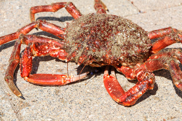 Araignée de mer vivante après la pêche en Bretagne
