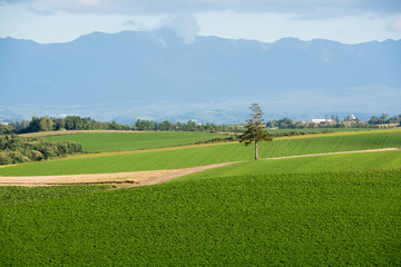 緑の畑とマツの木