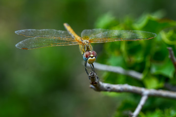 Macro shots, Beautiful nature scene dragonfly. Showing of eyes and wings detail. Dragonfly in the nature habitat 