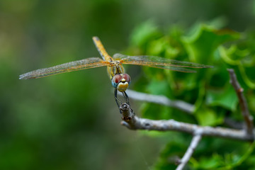 Macro shots, Beautiful nature scene dragonfly. Showing of eyes and wings detail. Dragonfly in the nature habitat 