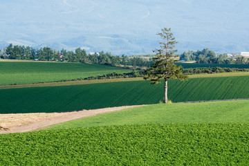 緑の畑に立つマツの木　美瑛町