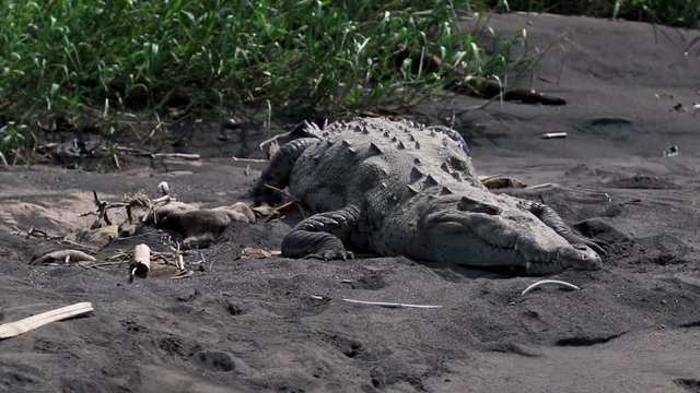 A Tarcoles River crocodile, Crocodylus acutus, sleeps on the black sandy riverbank. Costa Rica is home to many crocodiles. People come to this spot every day to feed them from a local bridge.