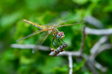 Macro shots, Beautiful nature scene dragonfly. Showing of eyes and wings detail. Dragonfly in the nature habitat 