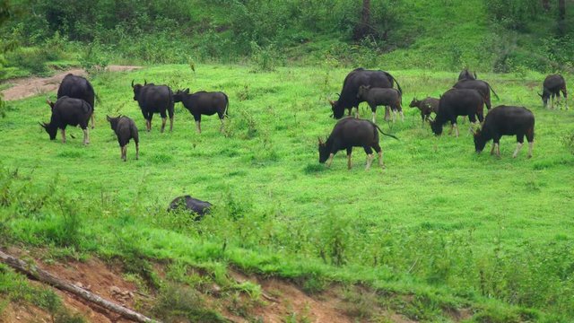 the wild gaur grazing the grass in the tropical forest, world heritage site